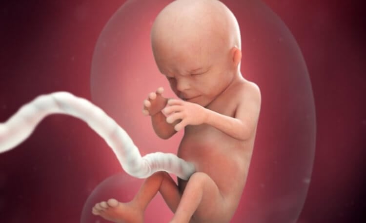 Как развивается ребенок в утробе матери. Ребенок на 14 неделе беременности. Источник: babycenter.com. Фото.