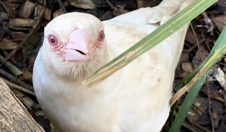 Что такое лейкизм и альбинизм. Птица с альбинизмом. Фото.