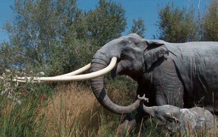 Как жили древние люди каменного века. У ученых есть основания полагать, что древние люди могли охотиться на очень больших слонов. Фото.