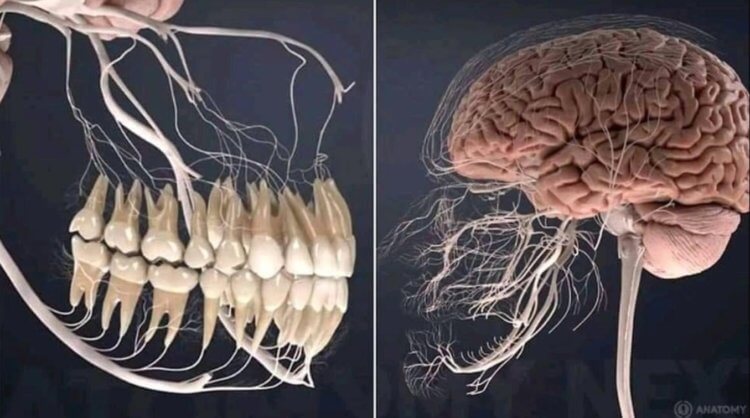 Как связаны зубы и мозг человека. На изображении отчетливо видно, насколько сильно взаимосвязаны зубы человека и головной мозг. Фото.