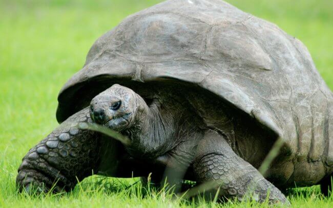 Черепаха Джонатан — самое старое сухопутное животное, родившееся 191 год назад. Фото.
