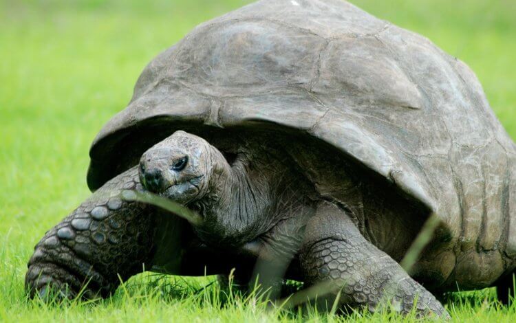 Черепаха Джонатан — самое старое сухопутное животное, родившееся 191 год назад. Джонатан — самая старая черепаха в мире. Фото.