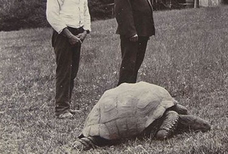 Самая старая черепаха на Земле. Черепаха Джонатан примерно в 1900-е годы. Фото.