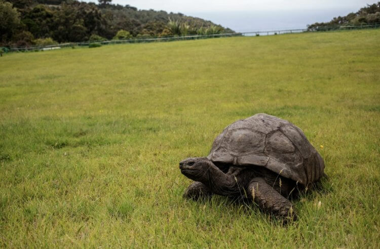 Почему черепахи долго живут. Даже домашние черепахи зачастую живут от 20 до 60 лет. Фото.