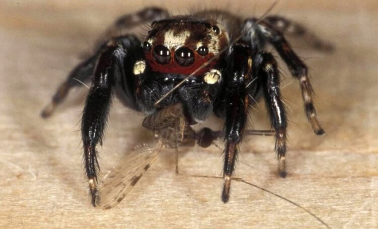 Пауки-вампиры в Африке. Паук-вампир Evarcha culicivora держит в лапах комара. Изображение: Elementy. Фото.