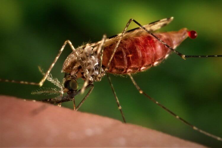 На кого охотятся комары. Малярийный комар Anopheles gambiae. Изображение: Kartinkinaden. Фото.