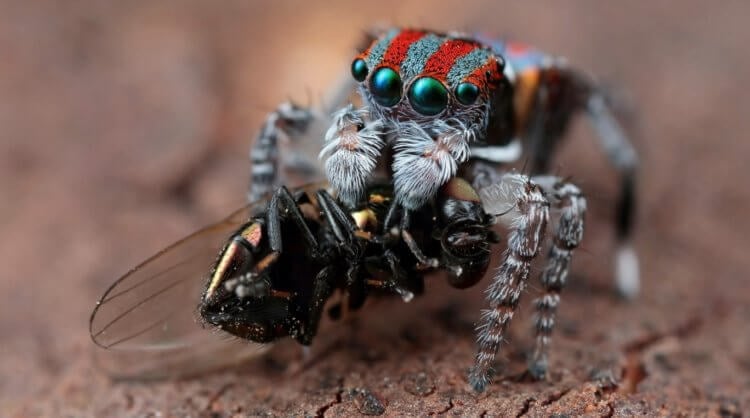 Как пауки переваривают пищу. Пауки-скакуны впрыскивают пищеварительные вещества внутрь своих жертв, чтобы их внутренности превратились в питательную кашицу. Изображение: Reddit. Фото.