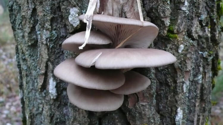 Смогут ли черви защититься от грибов. Гриб Вешенка тоже становится хищником в периоды голода. Фото.