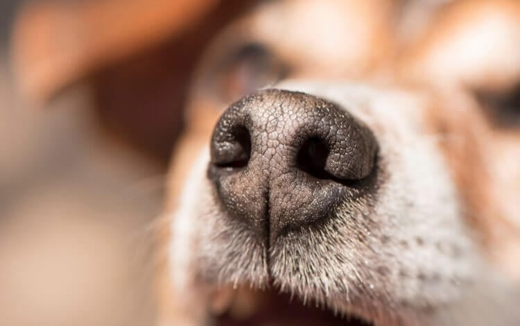 Почему нос у собак мокрый и холодный — самые вероятные причины. Собачий нос мокрый и холодный неспроста — этому есть весомые причины. Фото.