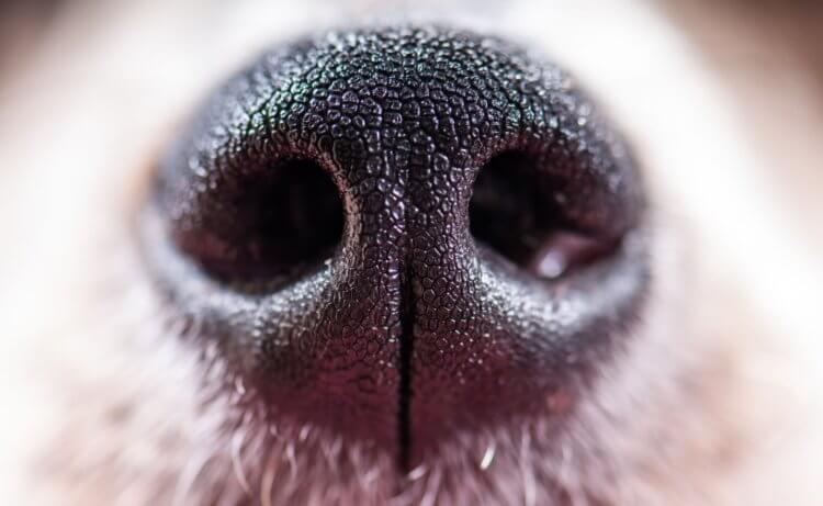 Почему у собак мокрый и холодный нос. Тонким слоем слизи покрыт не только нос собак, но и многих других животных. Фото.