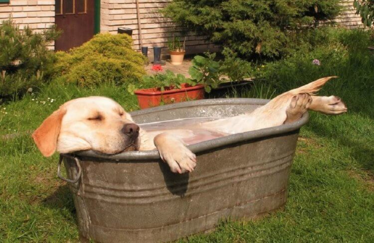 Как собаки охлаждаются в жару. Есть основания полагать, что мокрый нос помогает собакам регулировать температуру тела. Фото.