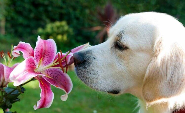 Почему у собак сильный нюх. Благодаря своему нюху, собаки являются отличными сыщиками. Фото.