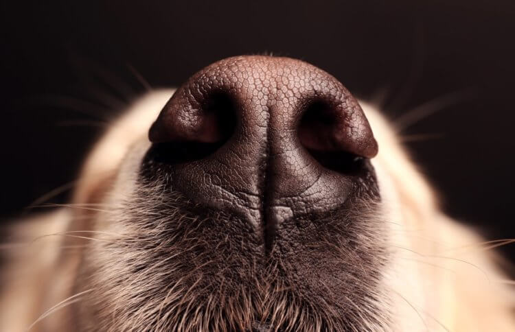 Что означает сухой нос собаки. Сухой нос собаки не обязательно говорит о наличии болезни. Фото.