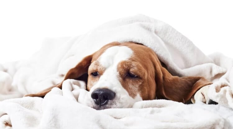 Почему нос у собак мокрый и холодный — самые вероятные причины - Hi-News.ru