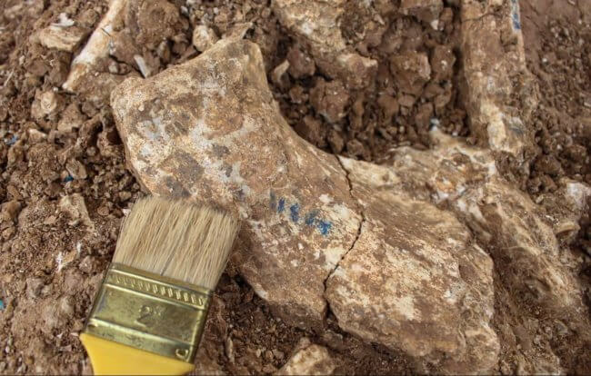 В Якутии найдены кости неизвестных науке животных, которые жили 30 тысяч лет назад. Фото.