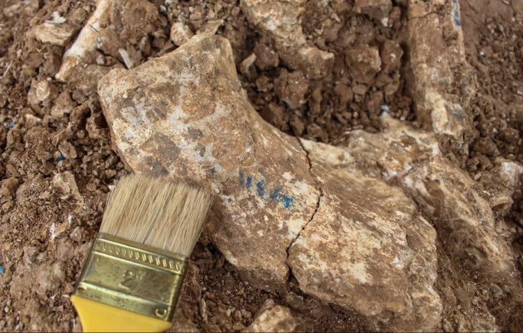 В Якутии найдены кости неизвестных науке животных, которые жили 30 тысяч лет назад. Найденные в Якутии кости могут принадлежать неизвестным науке животным. Источник фото: телеграм-канал «Прямой эфир». Фото.