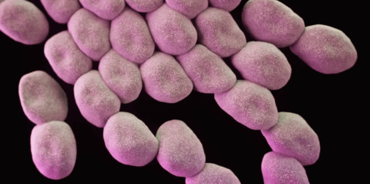 Как супербактерии противостоят антибиотикам. Бактерии Acinetobacter baumannii устойчивы к существующим антибиотикам. Фото.