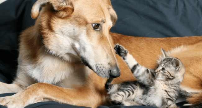 Собаки и кошки могут страдать от аллергии на человека. Фото.