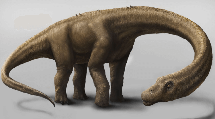 Почему динозавры жили не долго. Титанозавр Dreadnoughtus schrani жил до 60 лет. Фото.