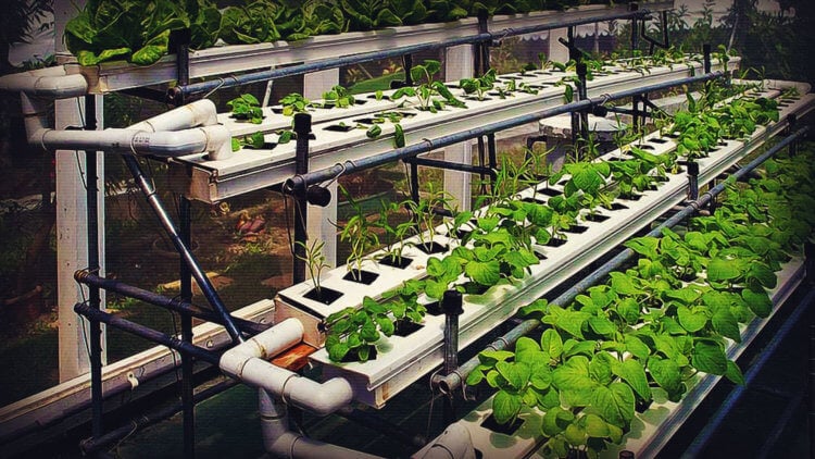 Как ускорить рост растений. Гидропоника в сочетании с электрической стимуляцией может повысить эффективность выращивания сельскохозяйственных культур. Фото.