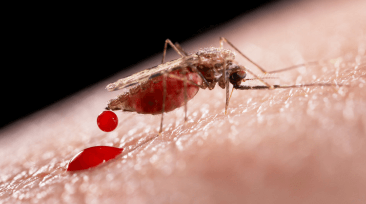 Малярия может стать еще опаснее — ученые обнаружили мутации паразитов. В ближайшее время может увеличиться смертность от малярии из-за мутации паразитов, вызывающих болезнь. Фото.