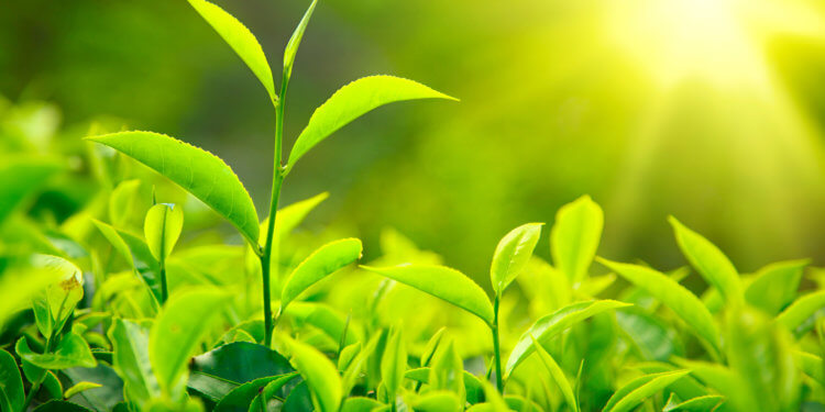 Сколько кофеина в кофе и чае. В листьях чая содержится больше кофеина, чем в кофейных зернах. Фото.