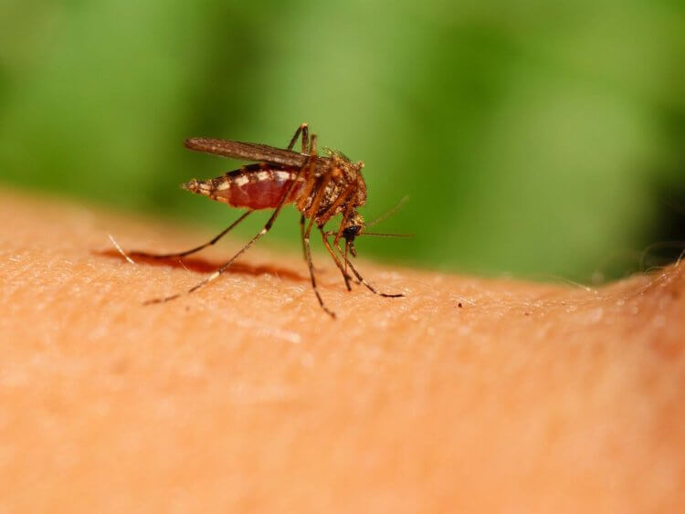Новые штаммы малярии. Малярийные комары распространены во всем мире. Фото.