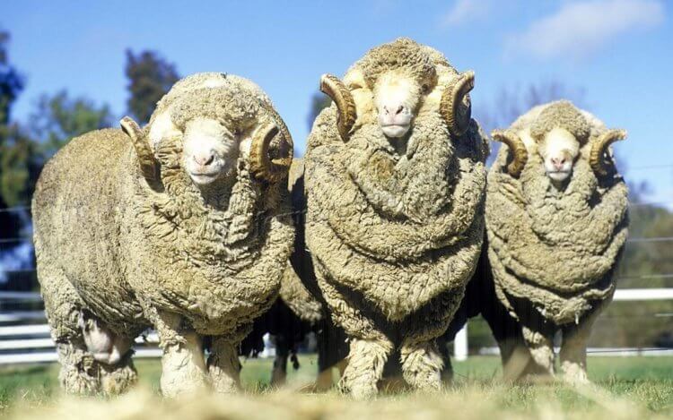 Какая шерсть вызывает зуд. Шерсть овец меринос не вызывает раздражения. Фото.