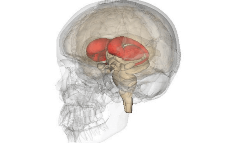 Что такое система подкрепления. Полосатое тело в мозге человека. Фото.