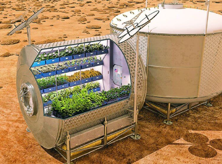 Чем будут питаться в космосе космонавты. Растения для салата можно будет выращивать не только на борту космического корабля, но и на Марсе. Фото.