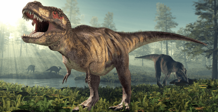 Сколько жили динозавры. Тиранозавр Рекс предположительно жил до 28 лет. Фото.