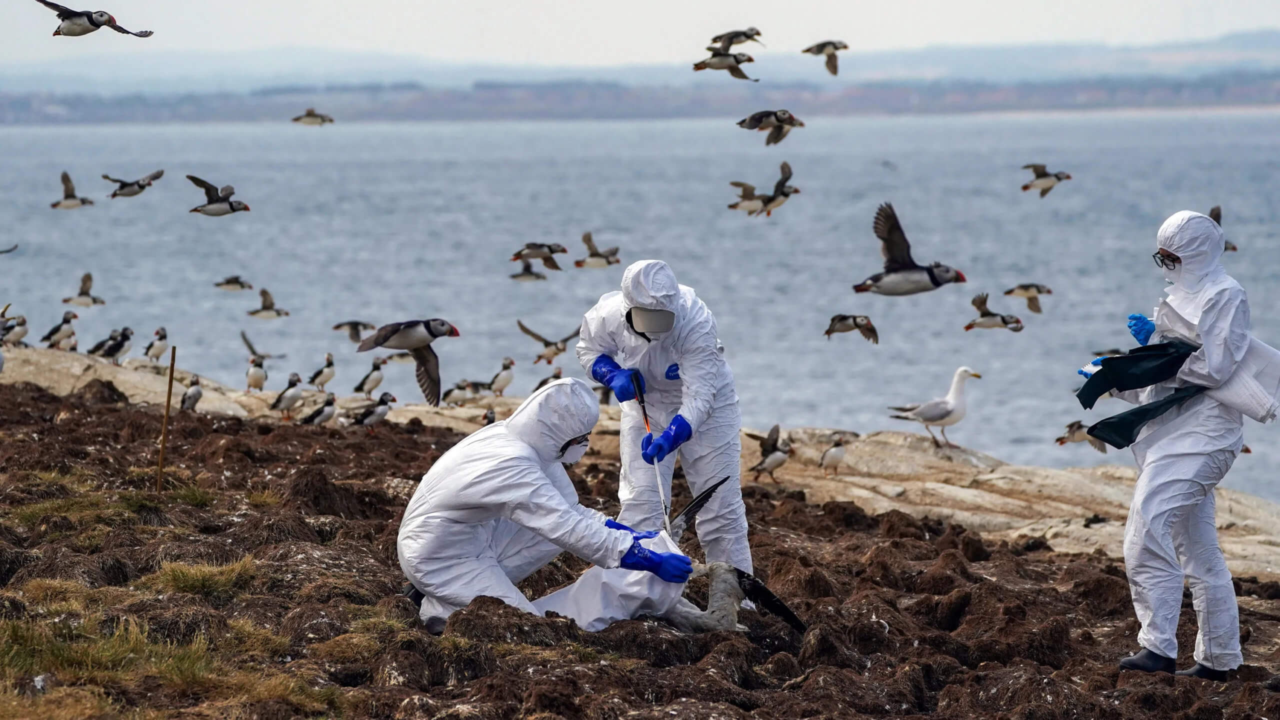Какие виды животных заражаются? В Перу от птичьего гриппа погибло 3500 морских обитателей. Фото.