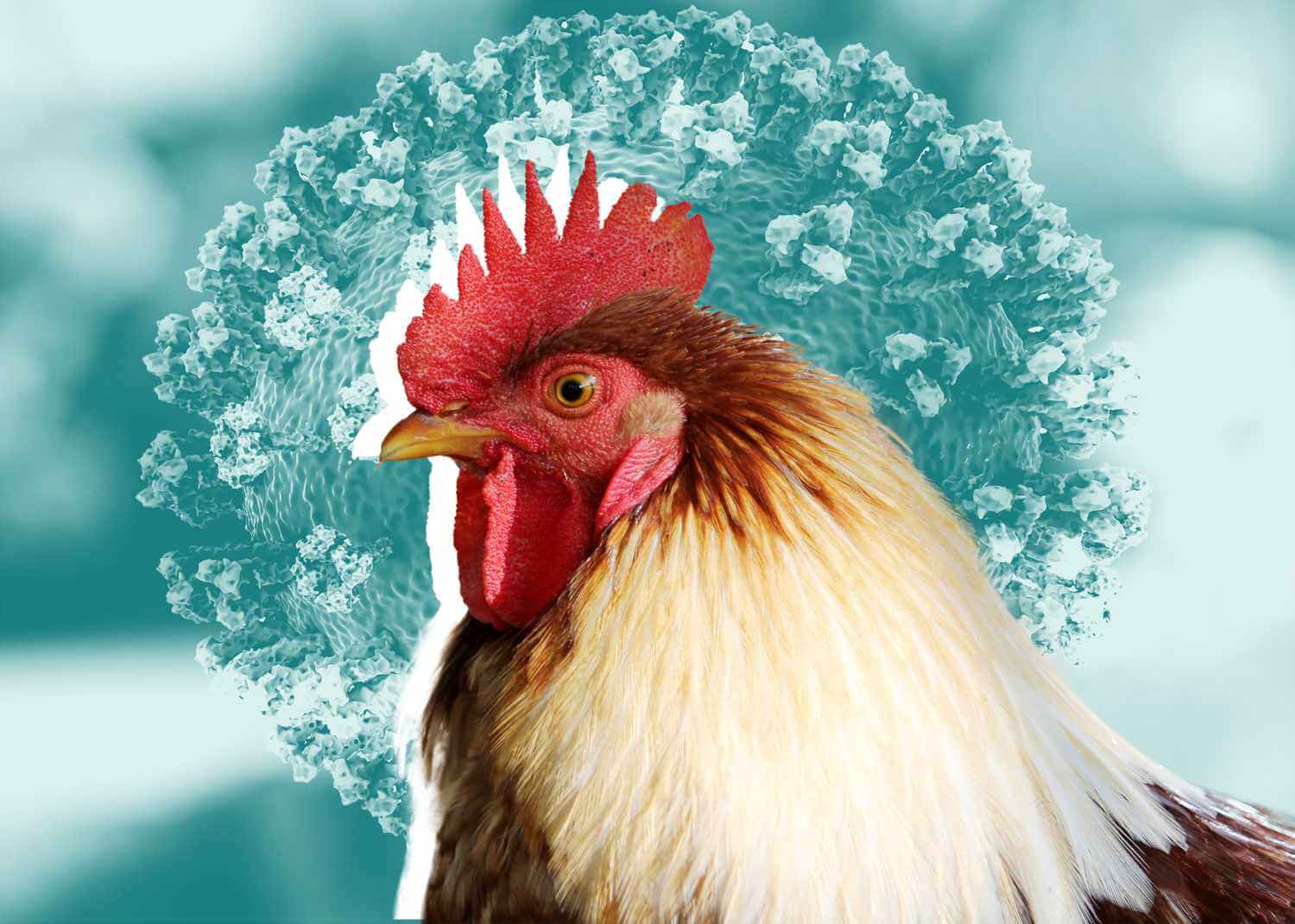 Мутации вируса гриппа. Так называемая чума птиц (птичий грипп) выкашивает пернатых давно, но выделить вирус удалось лишь в 1878 году. Фото.