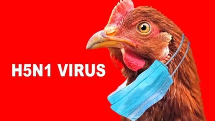 Симптомы птичьего гриппа. Птичий грипп шагает по планете и может быть опасен для людей. Фото.