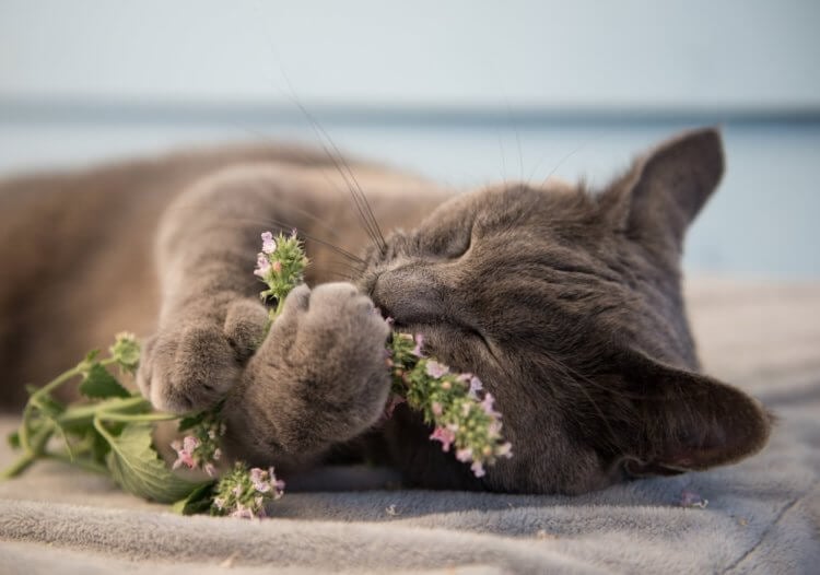 Почему кошки любят валерьянку и насколько она для них вредна - Hi-News.ru