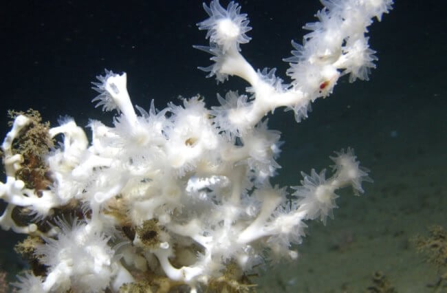В глубинах океана найден новый коралловый риф — чем он впечатлил ученых? Фото.