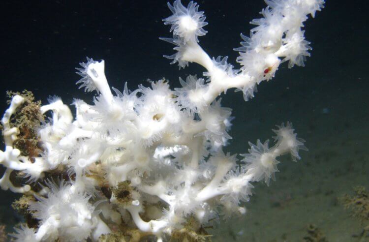 В глубинах океана найден новый коралловый риф — чем он впечатлил ученых? Находящиеся глубоко под водой коралловые рифы не выделяются особой яркостью. Фото.