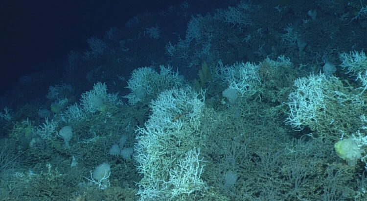 Ученые нашли подводный коралловый риф. Коралловые рифы на большой глубине сильно отличаются от тех, которые находятся на поверхности. Фото.