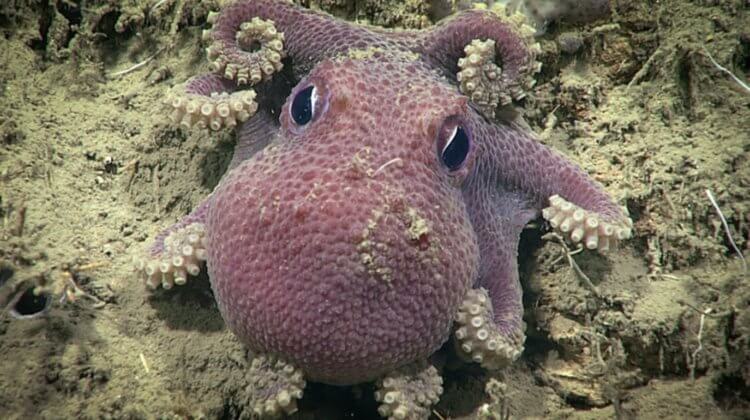Ученые нашли подводный коралловый риф. Маленький осьминог, живущий в коралловых рифах. Фото.