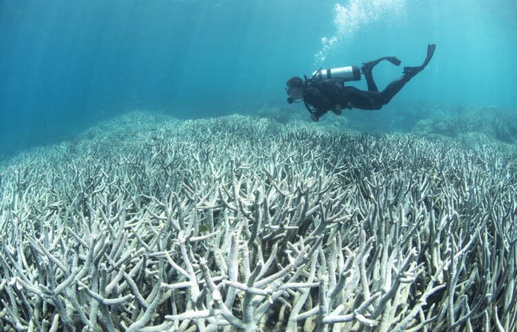 Из-за чего погибают коралловые рифы. Мертвые коралловые рифы. Фото.