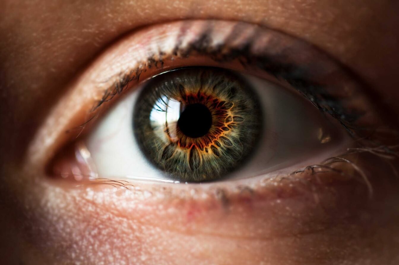 Почему у людей и животных разное зрение. У большинства живых организмов глаза являются одним из главных органов, обеспечивающих выживание. Фото.