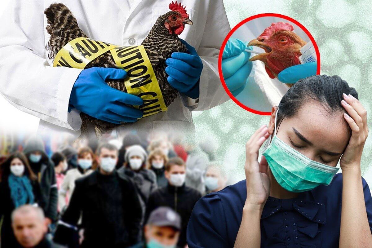 Высокопатогенный птичий грипп. Смертельный вариант вируса унес жизни большого количества птиц и представляет угрозу для людей. Фото.