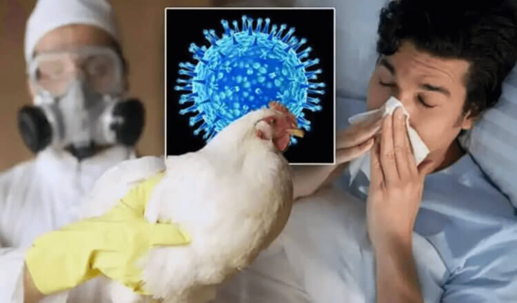 Могут ли люди заразиться птичьим гриппом? Заболевания, которые успешно перепрыгивают межвидовой барьер, являются одними из самых опасных на Земле. Фото.