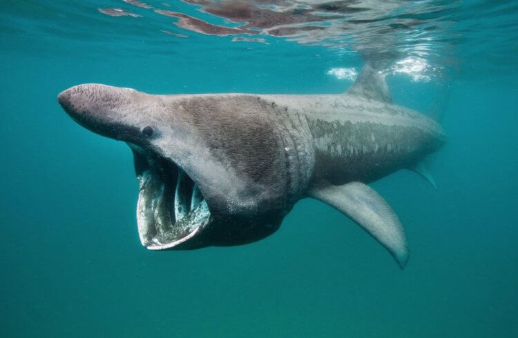 Гигантская акула — одна из самых больших рыб в мире. Увидев гигантскую акулу во время плавания можно впасть в панику, но случаев их нападения на людей никогда не было. Фото.