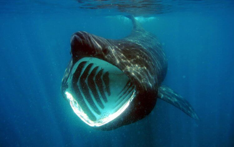 Гигантская акула — одна из самых больших рыб в мире. Гигантская акула не может проглотить человека из-за особенностей строения своего тела. Фото.