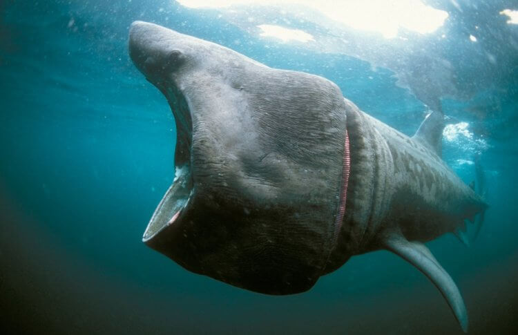 Гигантская акула — одна из самых больших рыб в мире. С некоторых ракурсов гигантская акула выглядит как что-то невероятное. Фото.
