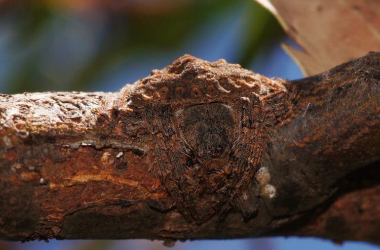 Маскировка пауков. Еще одна удивительная фотография паука Dolophones Conifera. Фото.