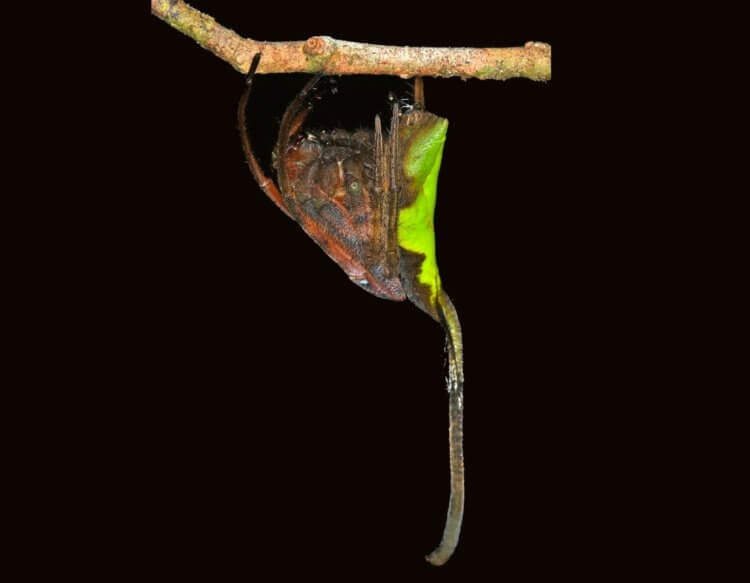 Маскировка пауков. Паук Poltys Araneidae маскируется под лист дерева. Фото.