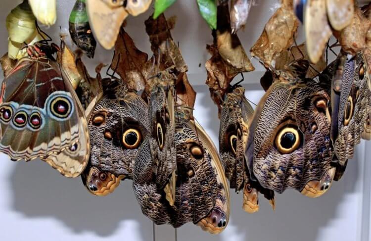 Мимикрия бабочек. Множество бабочек-калиго выглядит еще более устрашающе. Фото.