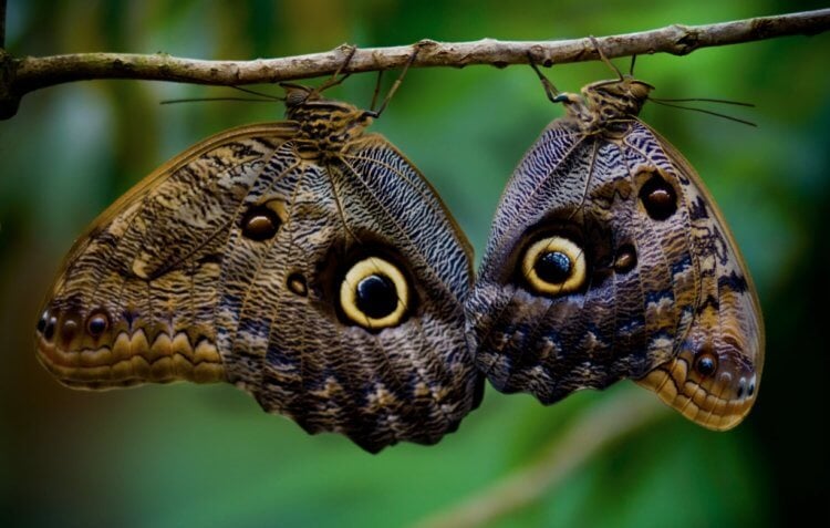 Мимикрия бабочек. Бабочки калиго выглядят как глаза хищных птиц. Фото.